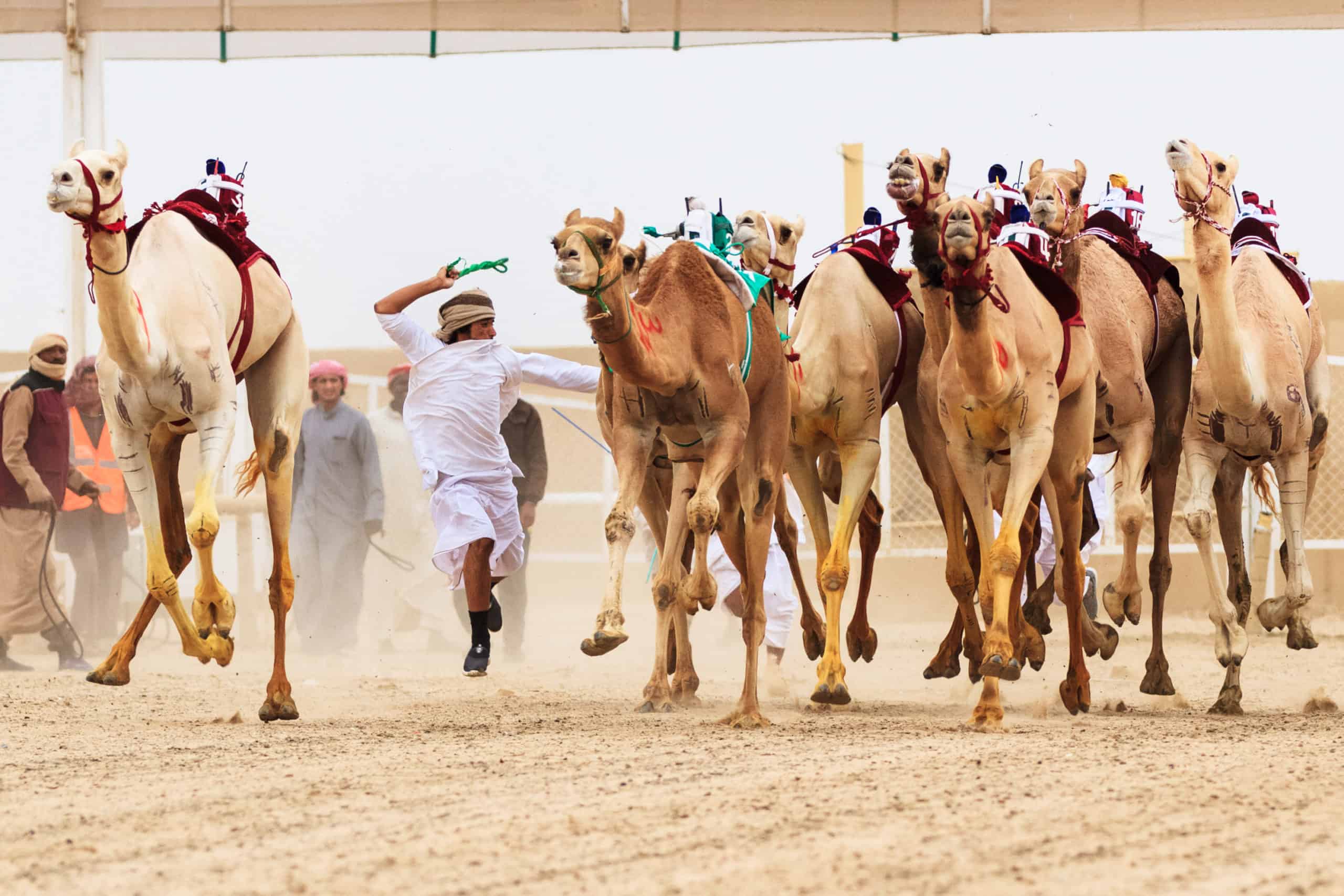 Camel Racing Festival in Kuwait