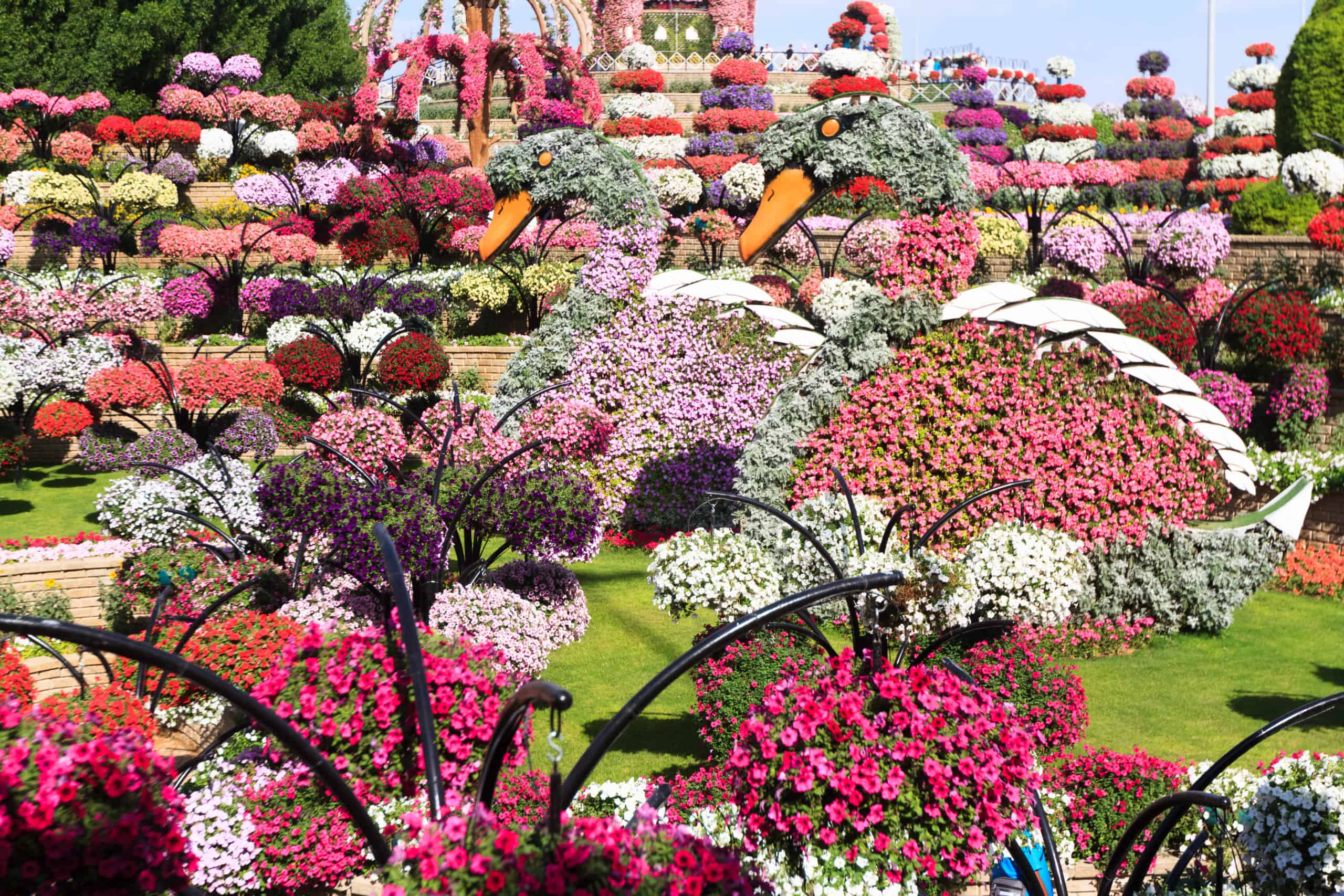 The Dubai Miracle Garden in UAE: An Astonishing Must Travel Destination in Dubai