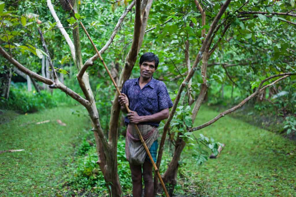 A guava farmer picking guava from his garden