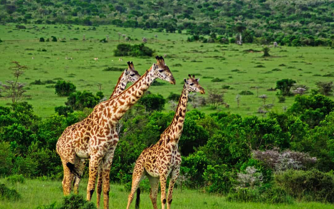 Masai Mara (Maasai Mara), and locally known as The Mara, is a large national game reserve in Narok, Kenya, contiguous with the Serengeti National Park in Tanzania. This 1510 Square Kilometer park is one of the most popular parks and an important wildlife conservations in the Africa. Here in this article we will tell you how to do a budget Safari in Masai Mara, Kenya?