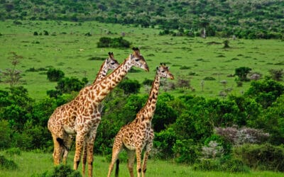 How to do a Budget Safari in Masai Mara, Kenya?